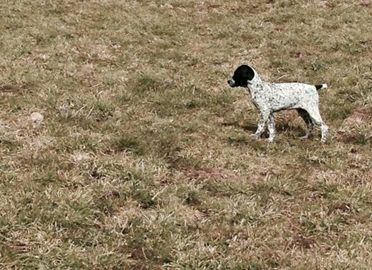 les chiots de Galys