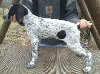 CHIOT