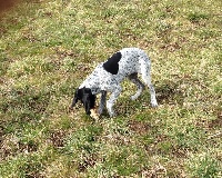 CHIOT